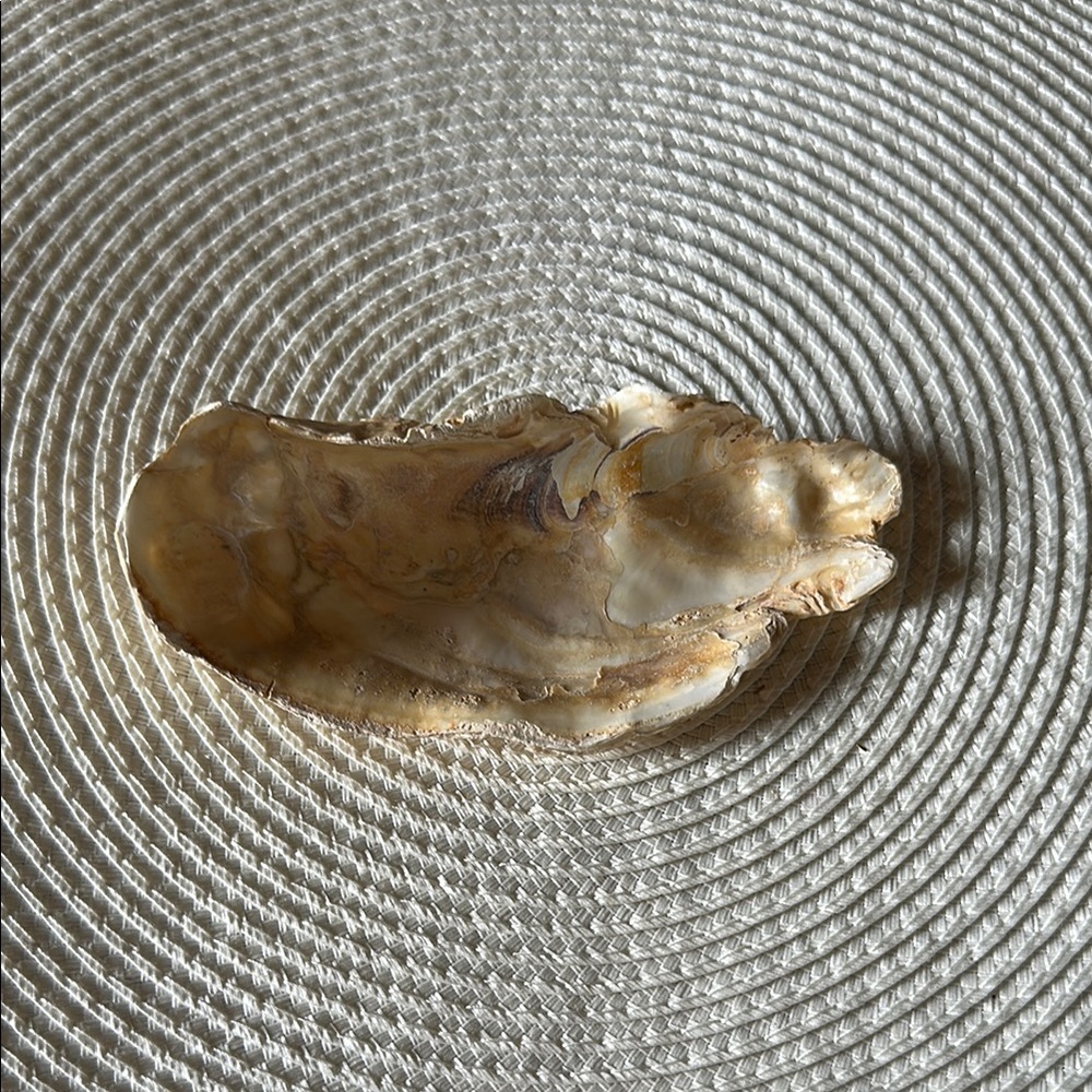 Natural Atlantic Oyster Shell Trinket Dish or Crafting Shell